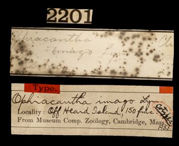 Media type: image;   Invertebrate Zoology OPH-1955 Description: Handwritten labels for this specimen included in the specimen tray.;  Aspect: labels